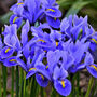 Spring Bulbs Iris Reticulata 12 X Bulb Pack, thumbnail 4 of 5