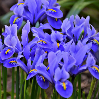 Spring Bulbs Iris Reticulata 12 X Bulb Pack, 4 of 5