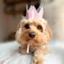 Gingham Dog Birthday Crown, thumbnail 5 of 10