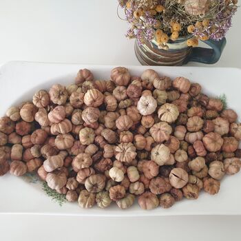 Dried Baby Pumpkin Autumn Potpourri Home Decoration Scented With Pumpkin Spice, 4 of 10