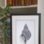 Framed Limited Edition Triton Shell Giclee Print, thumbnail 2 of 7