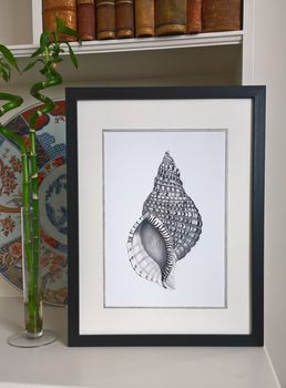 Framed Limited Edition Triton Shell Giclee Print By Edwina Cooper Designs