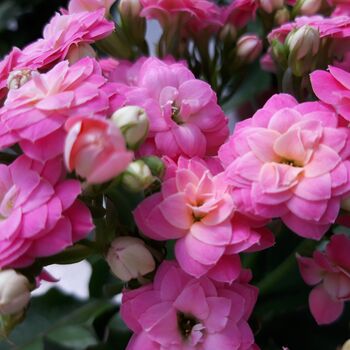 Flowers Kalanchoe 'Mixed' Six X Plants In 9cm Pots, 4 of 6