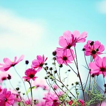 Wildflower Seeds 'Pretty In Pink' 600 X Seed Pack, 8 of 8