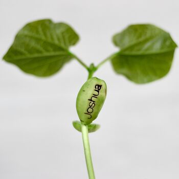 Personalised Name Bean Seeds, 6 of 8