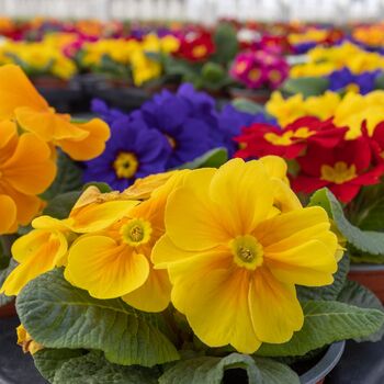 Primrose 'Cabaret Mix' 18 X Plant Pack, 2 of 10