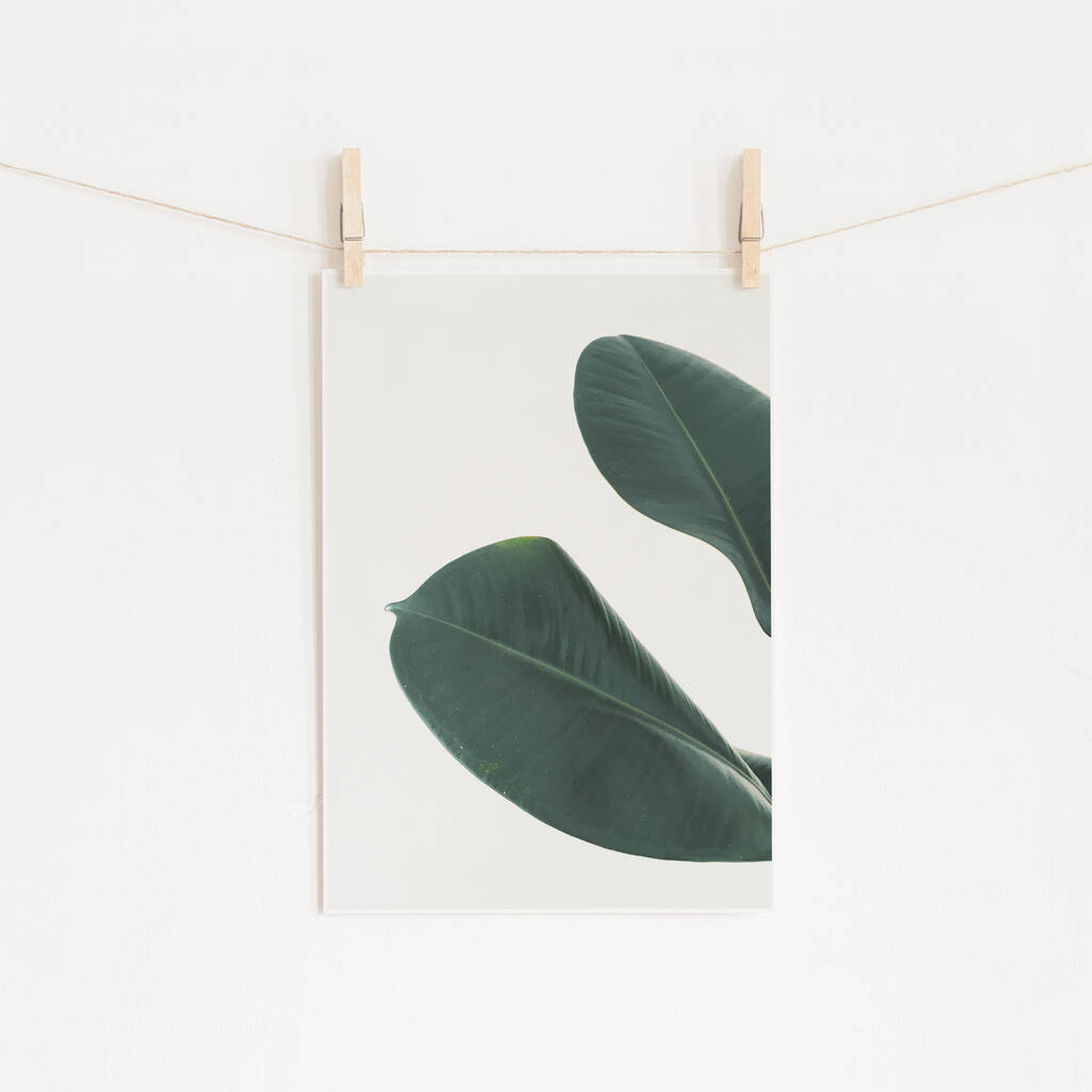 Rubber Fig Leaves I Photographic Plant Print, 1 of 2