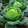 Vegetable Plants Cabbage 'Savoy' 4x Plug Plant Pack, thumbnail 7 of 12