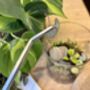 Houseplant Propagation And Terrarium Workshop For Two, Manchester, thumbnail 6 of 11