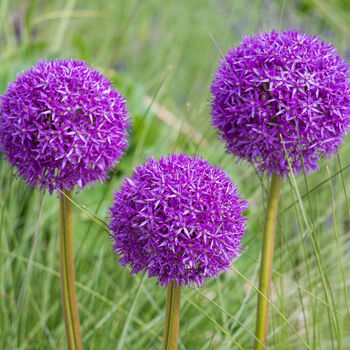 Allium 'Purple Sensation' Six X Spring Bulb Pack, 2 of 5