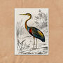 Vintage Crane Heron Illustration Art Print, thumbnail 7 of 7