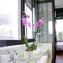 Pink Phalaenopsis Orchid Two Stem – UK Grown In Ceramic Pot, thumbnail 1 of 4