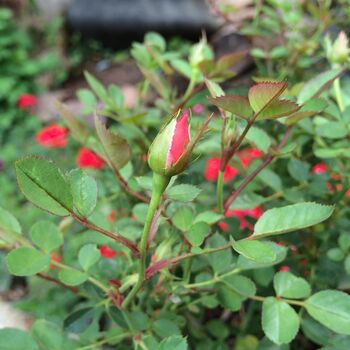 Valentine’s Real Miniature Rose Pendant Necklace In Silver Or Gold Plated Silver, 6 of 6