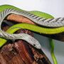 Venomous Snake Show For Two In Bristol, thumbnail 7 of 7