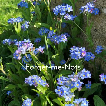 Thinking Of You Card And Forget Me Not Seeds, 2 of 2