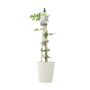Clematis Samaritan Jo – Blue And White Patio Climber, thumbnail 2 of 5