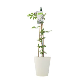 Clematis Samaritan Jo – Blue And White Patio Climber, 2 of 5