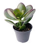 Jade Money Tree Succulent House Plant In 6cm Pot, thumbnail 2 of 2