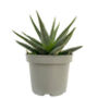 Dotted Aloe Easy Care Decorative House Plant, thumbnail 4 of 7
