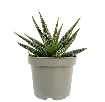 Dotted Aloe Easy Care Decorative House Plant, 4 of 7