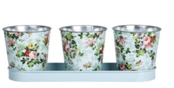 Forget Me Not Seeds With Pots On A Tray, 8 of 12