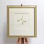 ' Mistletoe ' Botanical Watercolour Illustration, thumbnail 2 of 4