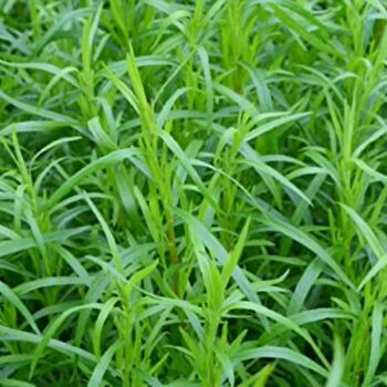 Herb Plants 'French Tarragon' Two X Plants 9cm Pots, 6 of 10