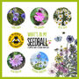 Christmas Bees Secret Santa Gifts: Bee Friendly Wildflower Seed Balls, thumbnail 5 of 7