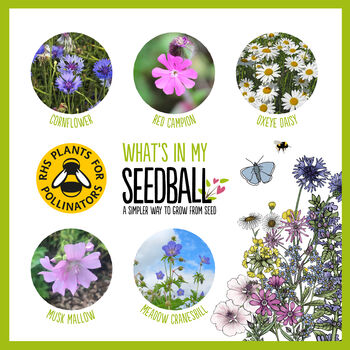 Christmas Bees Secret Santa Gifts: Bee Friendly Wildflower Seed Balls, 5 of 7