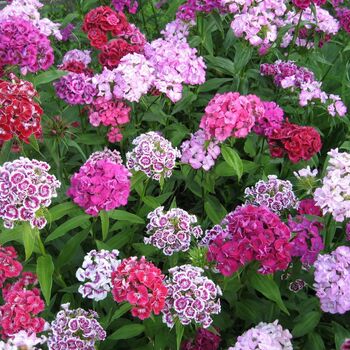 Flowering Plant Sweet William 'Roundabout Mix' 12 Pack, 4 of 7