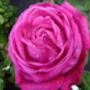 Rose Stephens Big Purple, Personalised Gift Rose, thumbnail 1 of 2