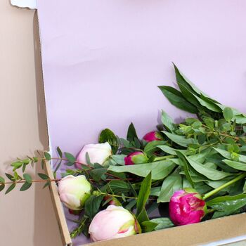 Letterbox Friendly Fresh Postal Peonies, 4 of 4