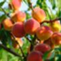 Nectarine Tree 'Humboldt', thumbnail 3 of 11