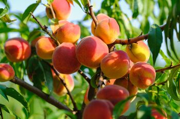Nectarine Tree 'Humboldt', 3 of 11