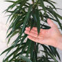 Houseplant Ficus Alii Narrow Leaf Fig 5 L Pot, thumbnail 3 of 4