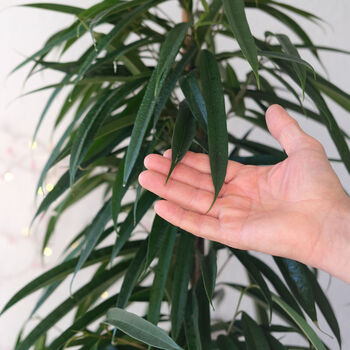 Houseplant Ficus Alii Narrow Leaf Fig 5 L Pot, 3 of 4