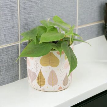 Trailing Heartleaf Philodendron In 12cm Pot, 10 of 12