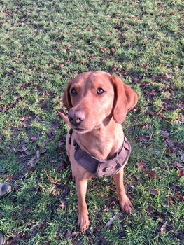 Personalised Hand Drawn Pet Portrait Cat / Dog Drawing, 2 of 12