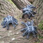 Set Of Three Cast Iron Tarantulas, thumbnail 1 of 7