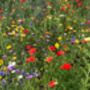 Plantable Gift For Mum | Mum Wildflower Seeds, thumbnail 2 of 7