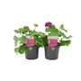 Geranium Zonal Calliope Violet 1 L Pots X2, thumbnail 1 of 3