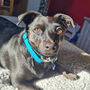 Frankie Goes Turquoise Harris Tweed Dog Collar, thumbnail 8 of 8