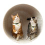 Tom And Tabby Reflective Cat Collars, thumbnail 5 of 8