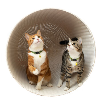 Tom And Tabby Reflective Cat Collars, 5 of 10