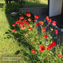 Wildflower Poppy Seed Boxes, thumbnail 7 of 8