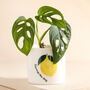 Squeeze The Day Lemon Mini Planter, thumbnail 1 of 2