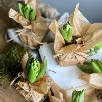 Wax Papered Fresh Hyacinth Bulbs, 9 of 10