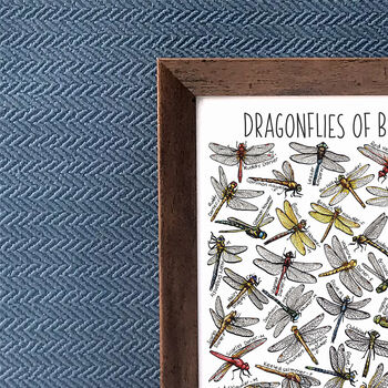 Dragonflies Of Britain Wildlife Print, 2 of 8