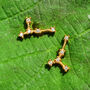 Cancer Star Sign Constellation Astrology Tiny Earrings, thumbnail 1 of 4