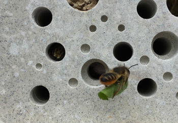 Concrete Bee Hotel Bee Brick, 2 of 11